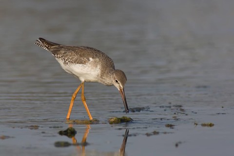 Common Redshank (Tringa totanus) foraging, Oman