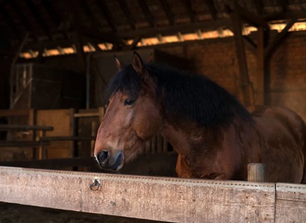 Noriker (also Pinzgauer), cold-blooded horse, stable, stable box, Sonnenhof, adventure farm,