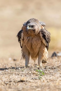 Bonelli's Eagle (Aquila fasciata) juvenile on ground, Andalusia, Spain
