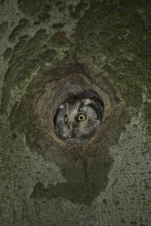Boreal Owl (Aegolius funereus), Saxony, Germany