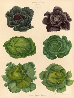 Vegetable, cabbage, white cabbage, red cabbage, savoy cabbage, after Ernst Samuel Benary (10