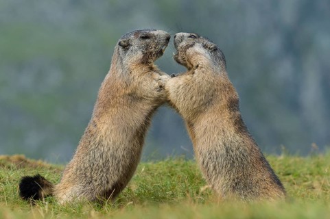 Alpine Marmot (Marmota marmota) two adult playing and fighting, High Tauern National Park,