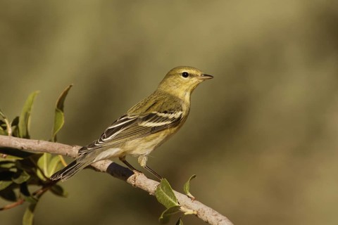 Blackpoll Warbler (Setophaga striata) male, California, USA