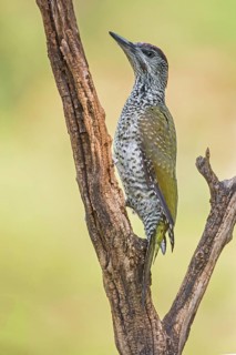 European Green Woodpecker (Picus viridis) juvenile perched on snag, Aosta Valley, Italy
