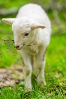 Domestic sheep (Ovis orientalis aries) lamb on a meadow, Bavaria, Germany