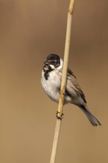 Common Reed Bunting (Emberiza schoeniclus) male, Utrecht, Netherlands