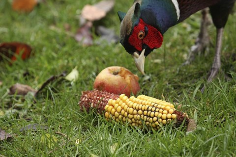 Common Pheasant (Phasianus colchicus) male, Lower Saxony, Germany