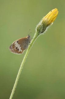 Tweekleurig hooibeestje, Pearly Heath, Coenonympha arcania