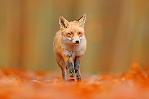 Red fox running in orange autumn leaves. Cute Red Fox, Vulpes vulpes, fall forest. Beautiful animal