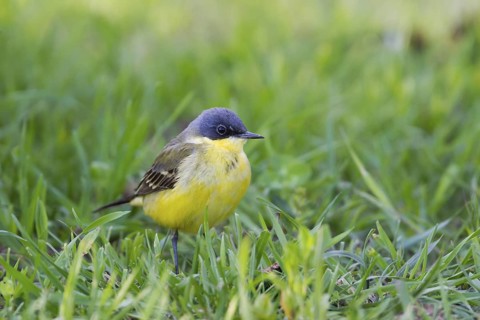 Western Yellow Wagtail (Motacilla flava thunbergi) male, Baden-Wuerttemberg, Germany