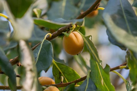 Persimmon (Diospyros virginiana), Utrecht Botanic Garden, Netherlands