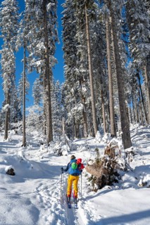 Ski tourer in a snowy winter forest, ascent to the Teufelstättkopf, snowy mountain landscape,