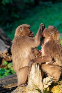 Two female Gelada (Theropithecus gelada), or bleeding-heart monkey sit with a baby between them in
