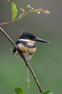 Green Kingfisher (Chloroceryle americana), Pantanal, Brazil