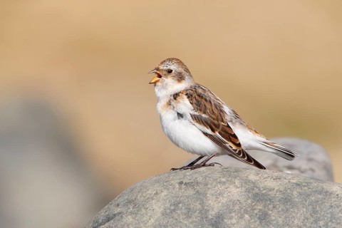 Snow Bunting (Plectrophenax nivalis insulae) female singing, perched on a rock, Iceland