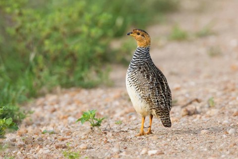 Coqui Francolin (Peliperdix coqui) male, Serengeti, Tanzania