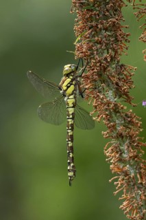 Southern hawker dragonfly (Aeshna cyanea) adult insect on a Buddleia plant flower in the summer,