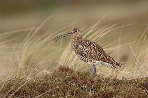 Der Ruf des Brachvogels... Großer Brachvogel *Numenius arquata*