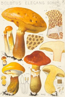 Mushroom, fungi, golden boletus or golden yellow larch boletus, Suillus grevillei, syn. Suillus