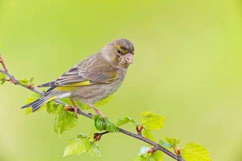 Grünfink, Grünling, Greenfinch, European Greenfinch, Western Greenfinch, Carduelis chloris, Chloris