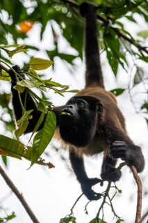 Mantled howler (Alouatta palliata) eating leaves in a tree, Cahuita National Park, Costa Rica