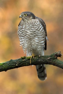 Eurasian Sparrowhawk (Accipiter nisus) young male, Utrecht, Netherlands