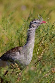 Red-footed seriema (Cariama cristata) Pantanal Brazil