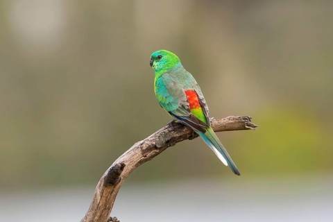 Red-rumped Parrot (Psephotus haematonotus) male perched on a branch, Victoria, Australia