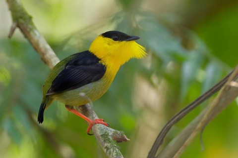 Golden-collared Manakin (Manacus vitellinus) male, Gamboa, Panama
