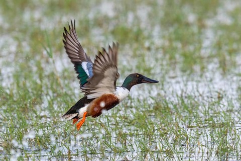 Shoveler, (Anas clypeata), flight photo, animals, birds, ducks, duck family, male, drake, Lake