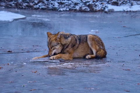 A lone wolf lies on the ice and looks intently at the frozen surface, Winter, Wolf (Canis lupus),