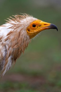 Egyptian Vulture (Neophron percnopterus), Castile-La Mancha, Spain
