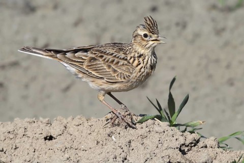 Eurasian Skylark (Alauda arvensis) singing, Bern, Switzerland