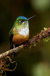 Violet-tailed Sylph (Aglaiocercus coelestis) perched on a branch in the Andes Mountains of Colombia