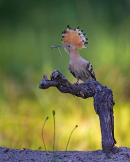 Eurasian Hoopoe (Upupa epops) with food in beak, Saxony-Anhalt, Germany