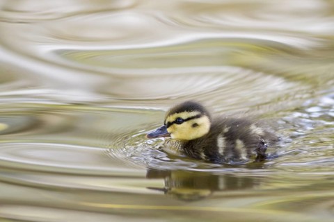Mallard (Anas platyrhynchos), chick swimming, Galicia, Spain