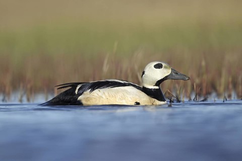 Steller's Eider (Polysticta stelleri) male, Alaska, USA