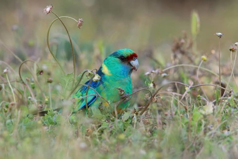 Mallee Ringneck (Barnardius zonarius barnardi) male, Victoria, Australia