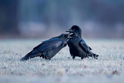 Northern Raven (Corvus corax) pair, Saxony-Anhalt, Germany