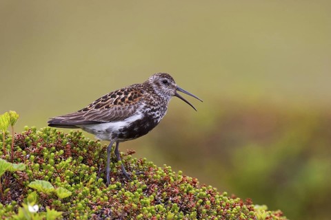 Dunlin (Calidris alpina), Varanger, Norway