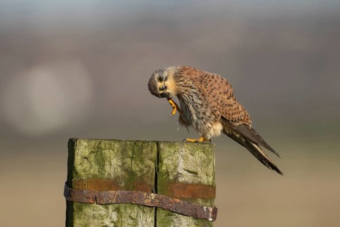 Common kestrel (Falco tinnunculus) adult falcon bird of prey on a fence post, England, United