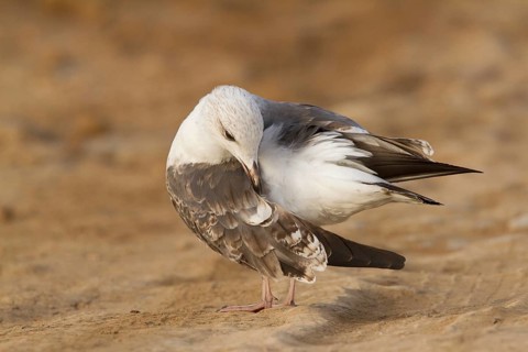 Lesser Black-backed Gull (Larus fuscus), Morocco