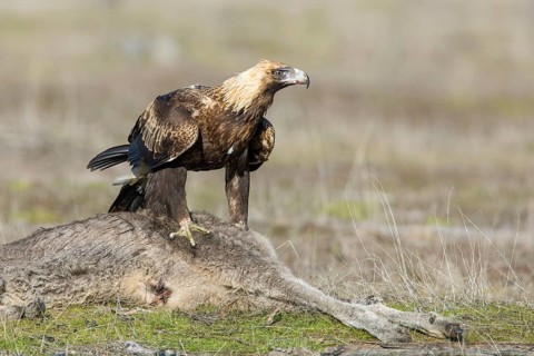 Wedge-tailed Eagle (Aquila audax) young bird on the carcass of a Eastern grey kangaroo (Macropus