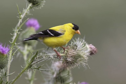 American Goldfinch (Spinus tristis) male, Ohio, USA