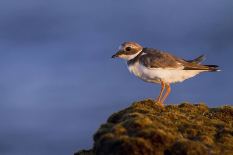 Common Ringed Plover (Charadrius hiaticula), Andalusia, Spain