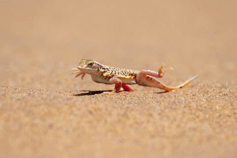 Shovel-nosed lizard (Meroles anchietae), in the sand, stretching its legs in the air to cool off,