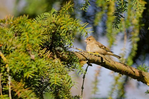 Female chaffinch (Fringilla coelebs) resting on a conifer tree branch in natural woodland habitat,