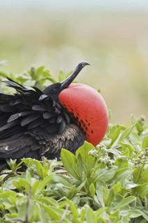 Great Frigatebird (Fregata minor), Hawaii, USA