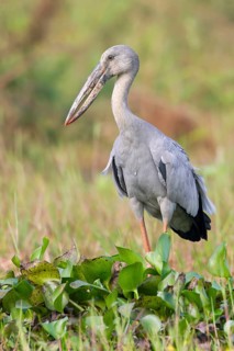 Asian Openbill (Anastomus oscitans), Bueng Boraphet, Thailand