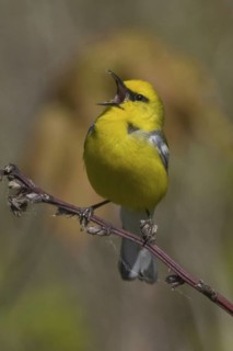 Blue-winged Warbler (Vermivora cyanoptera), Ontario, Canada